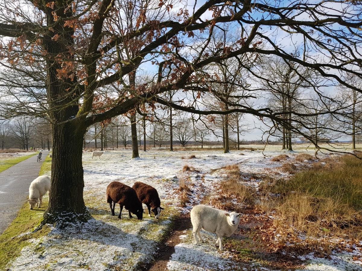 Hoeve Den Anholt Villa Ruinen Buitenkant foto